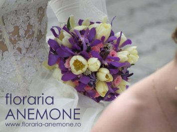 Anemone Nunta Arad
